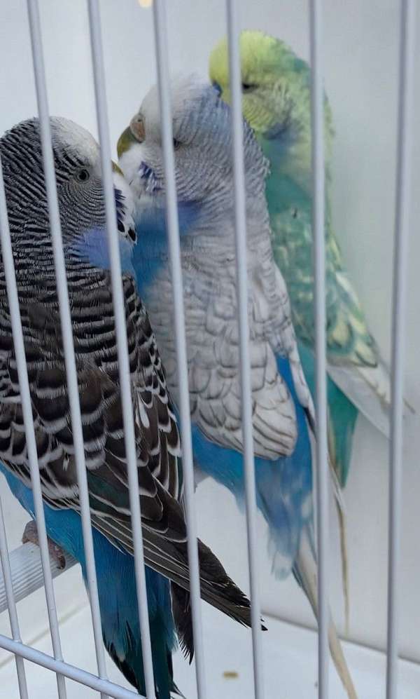 cockatiel-conure-for-sale-in-gaithersburg-md