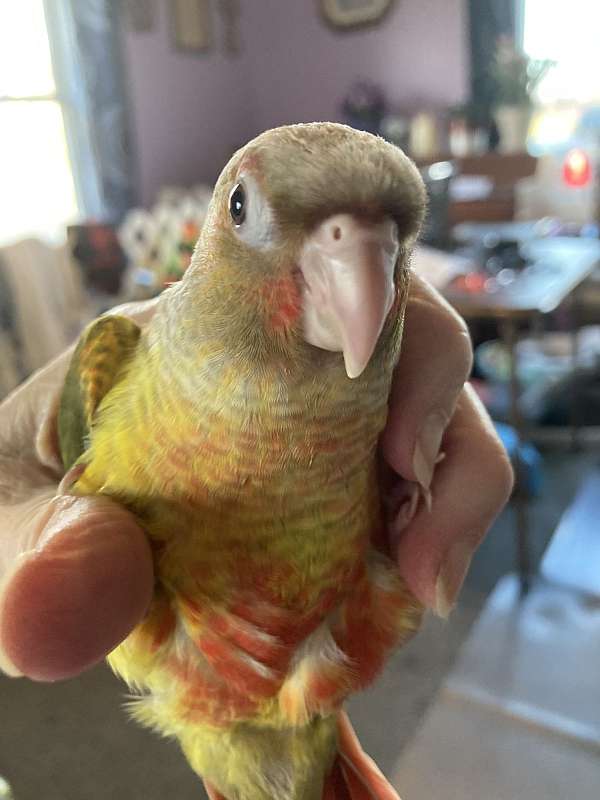 bird-parrot-for-sale-in-des-moines-ia