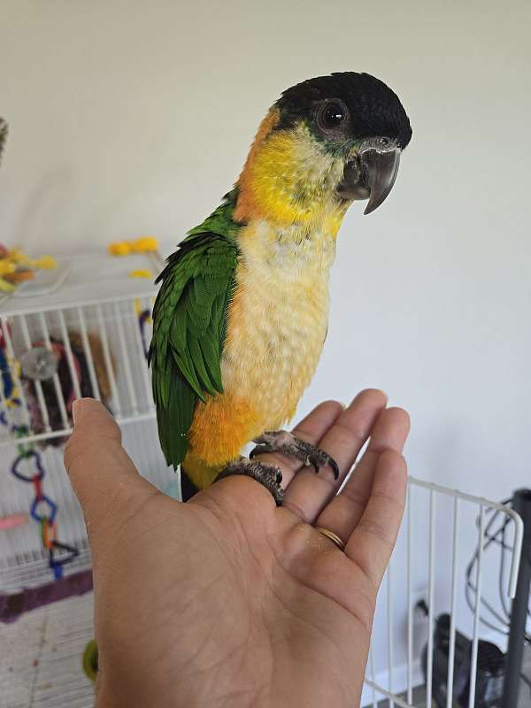 black-headed-caique-for-sale