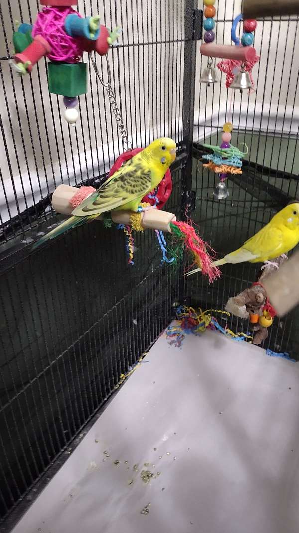 bird-parrot-eggs-for-sale-in-clarksville-tn