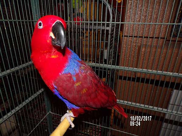 crimson-bird-for-sale-in-mesa-az