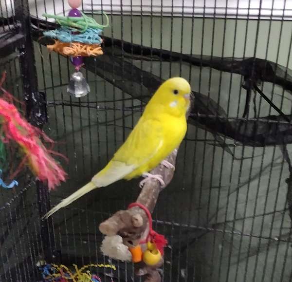 white-yellow-bird-for-sale-in-clarksville-tn