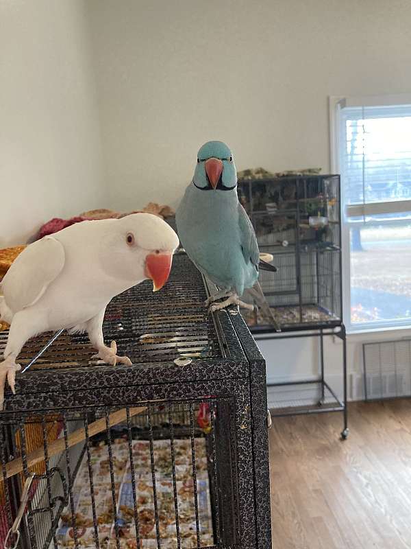 ringneck-parakeet-for-sale