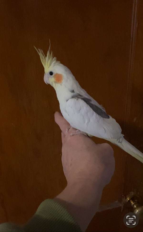 cockatiel-for-sale