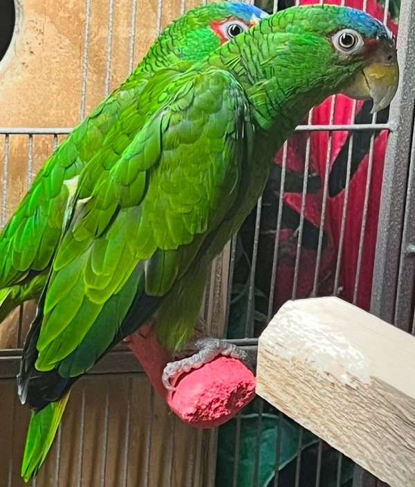 exotic-rare-white-front-amazon-parrot-for-sale