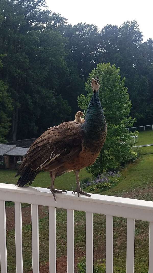 peacock-for-sale-in-hampstead-md