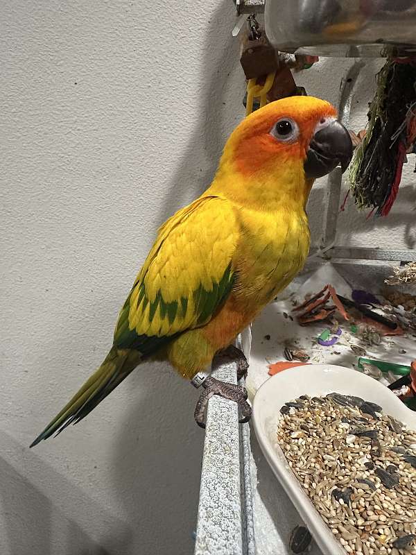 sun-conure-for-sale