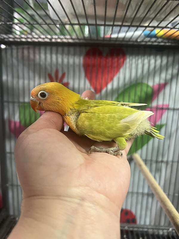 lovebird-for-sale