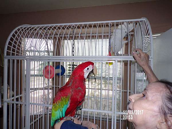 green-wing-macaw-for-sale