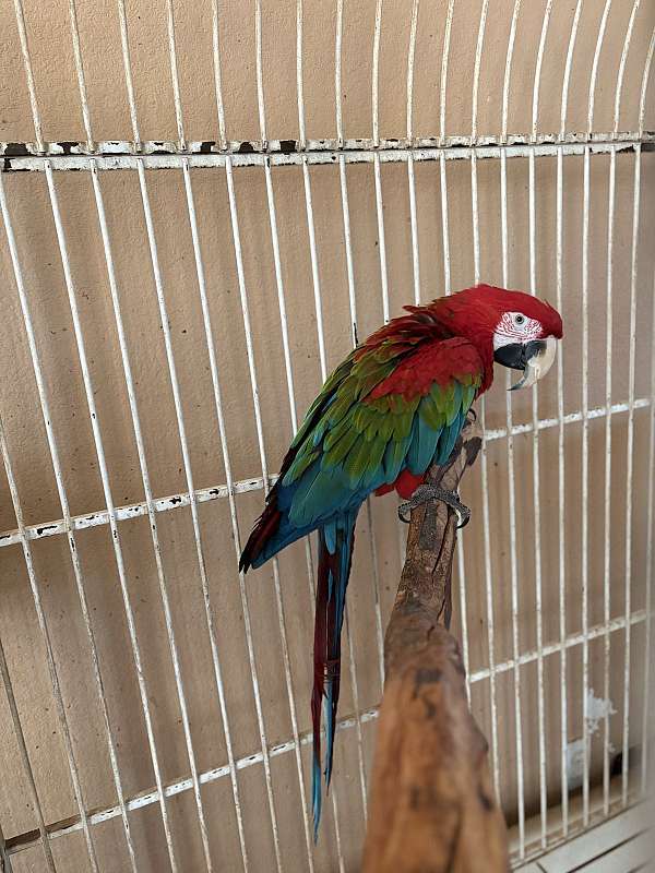 green-wing-macaw-for-sale