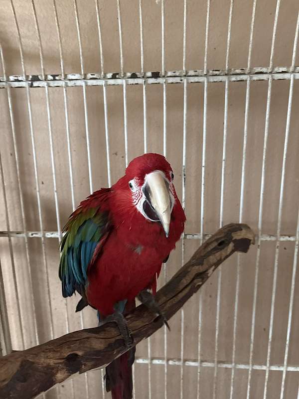 crimson-green-wing-macaw-for-sale