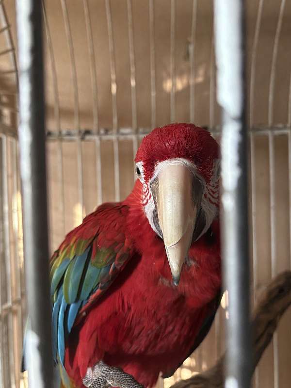 green-green-wing-macaw-for-sale