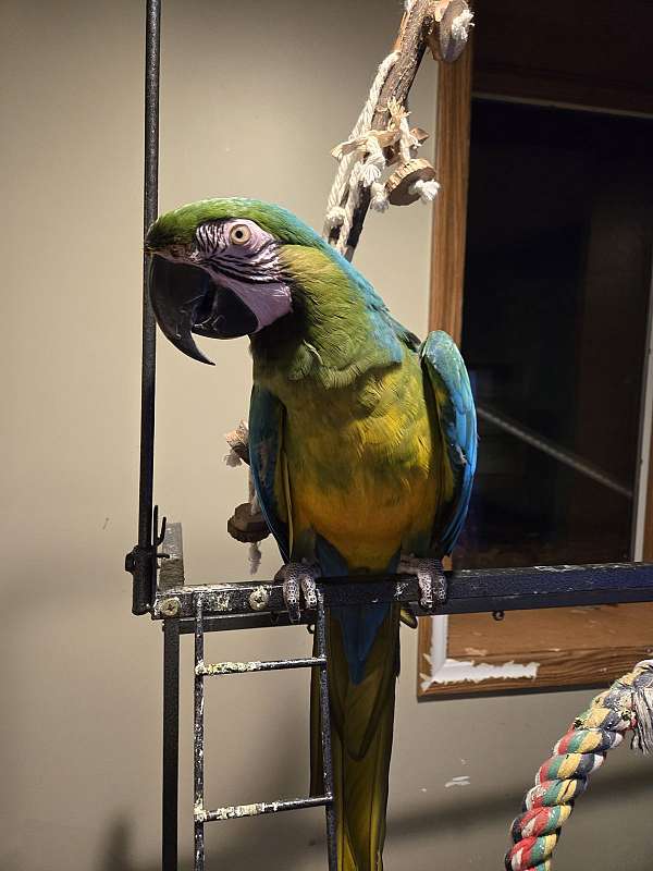 macaw-for-sale