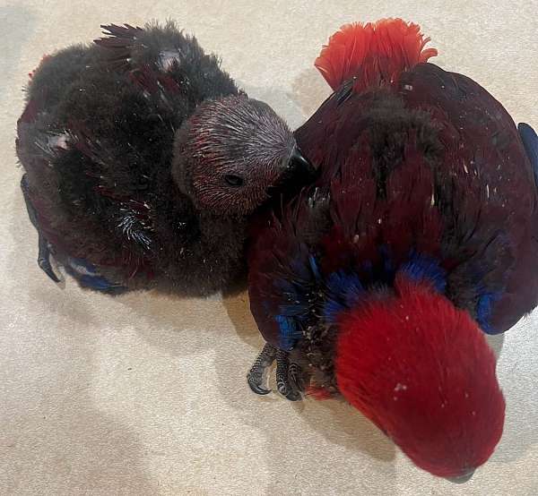 solomon-island-eclectus-parrots-for-sale-in-homestead-fl