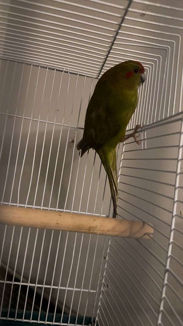 pet-bird-for-sale-in-chesapeake-va