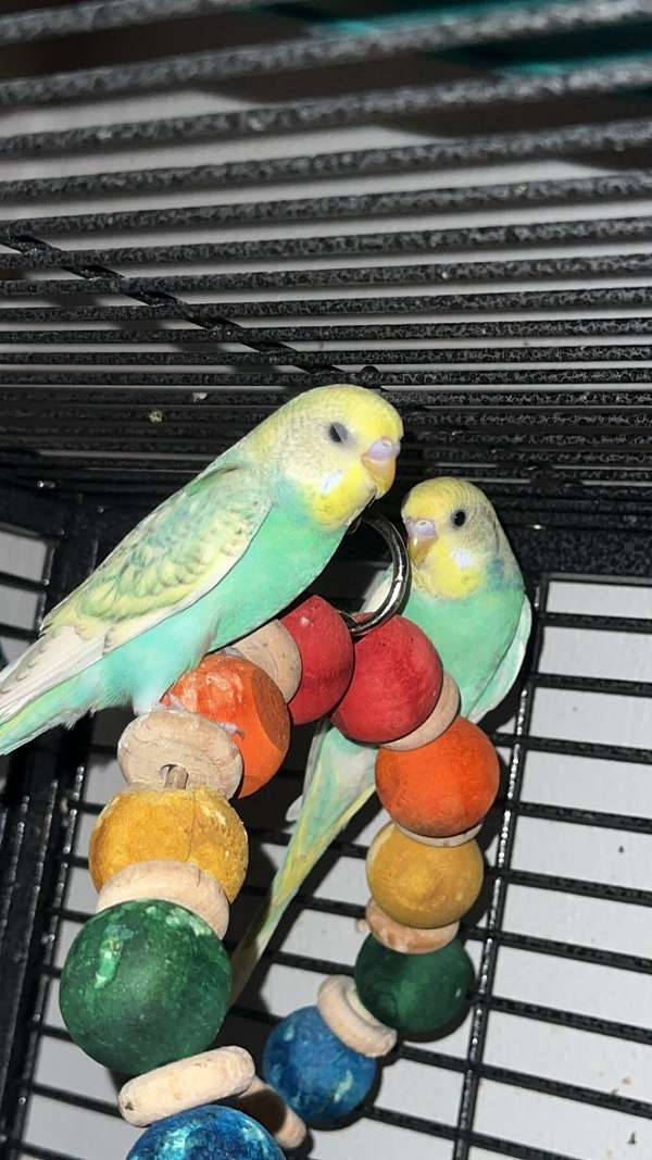 parakeet-for-sale