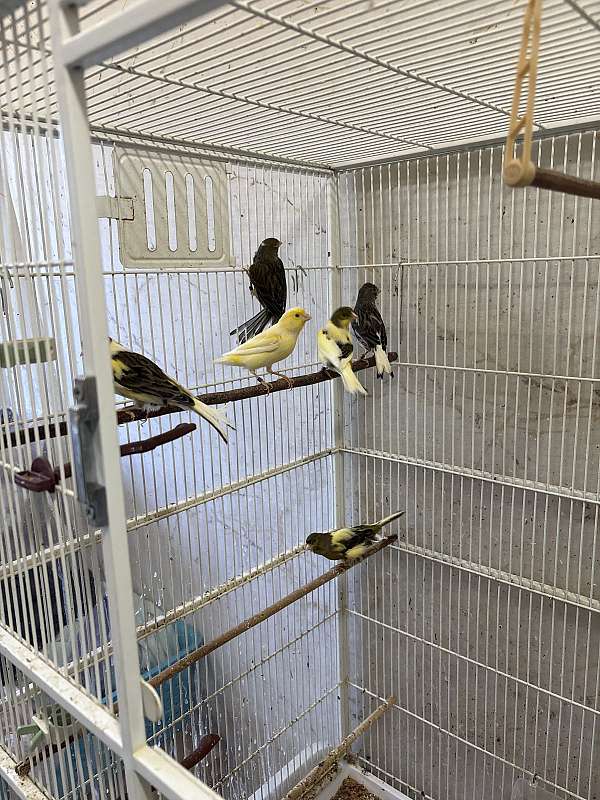 canary-for-sale