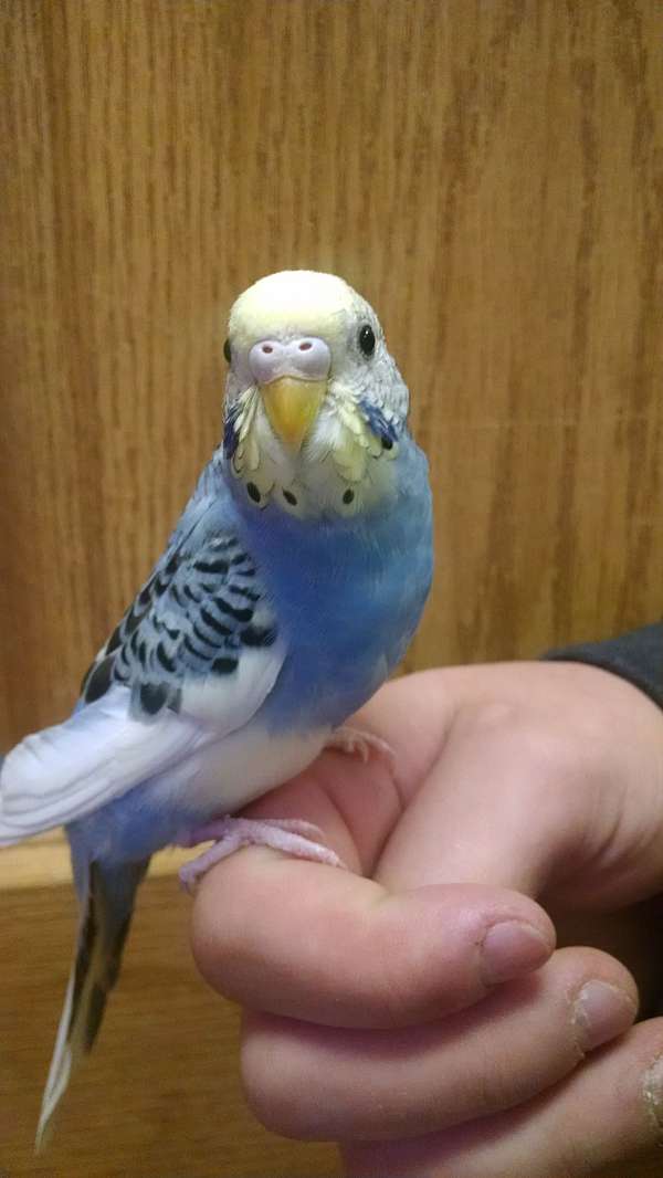 parakeet-for-sale-in-alexandria-mn