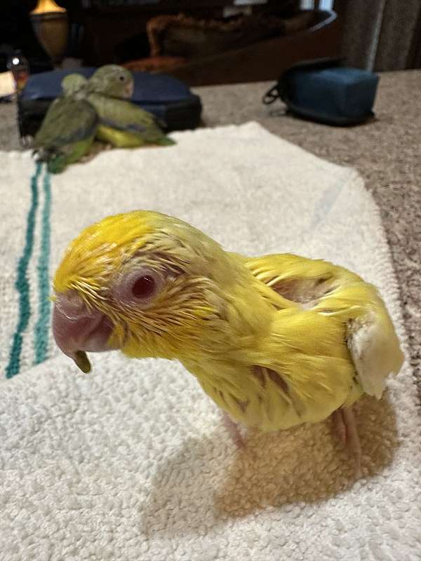 parrotlet-for-sale-in-okla-city-ok