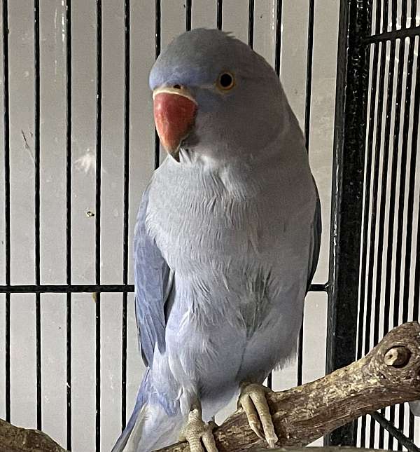 ringneck-parakeet-for-sale-in-zuni-va