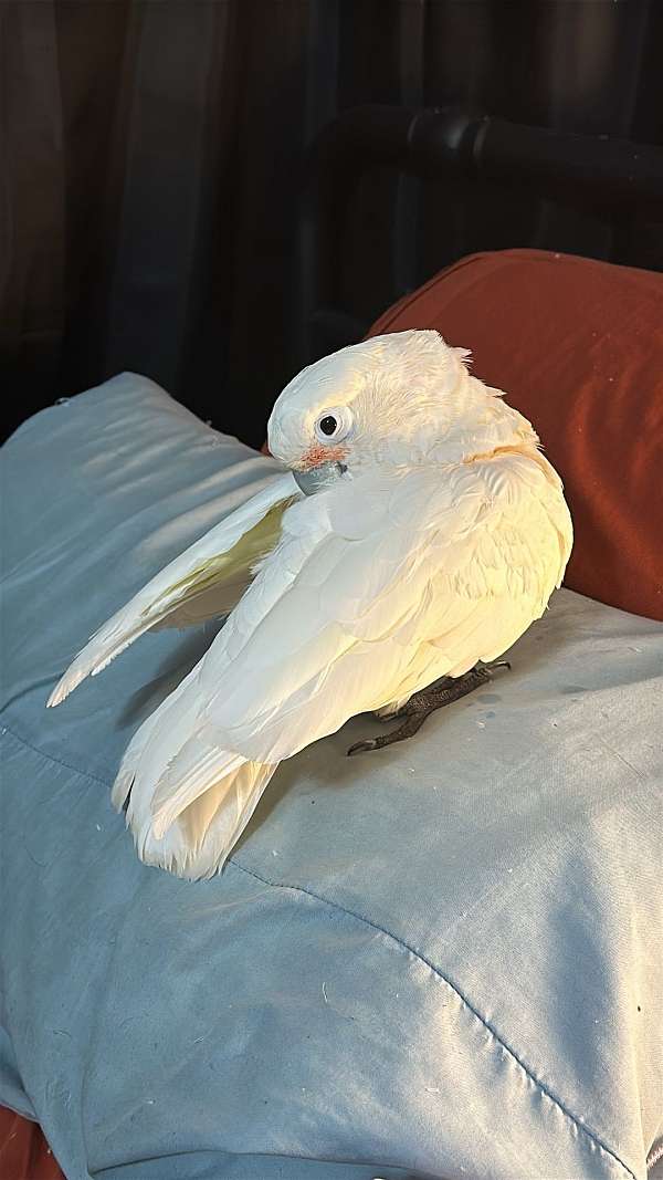 cockatoo-for-sale-in-lenoir-nc