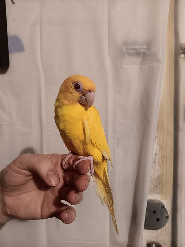 conure-for-sale