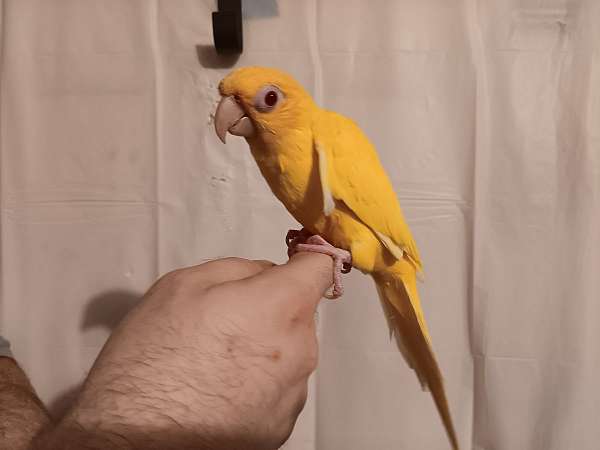 lutino-conure-for-sale