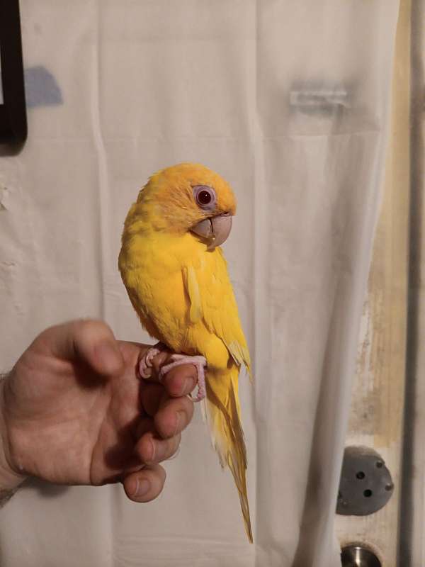 conure-for-sale-in-wichita-ks