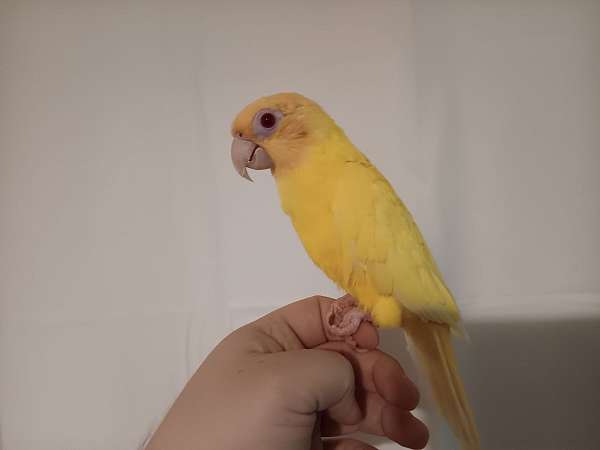 lutino-conure-for-sale