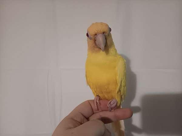 lutino-bird-for-sale