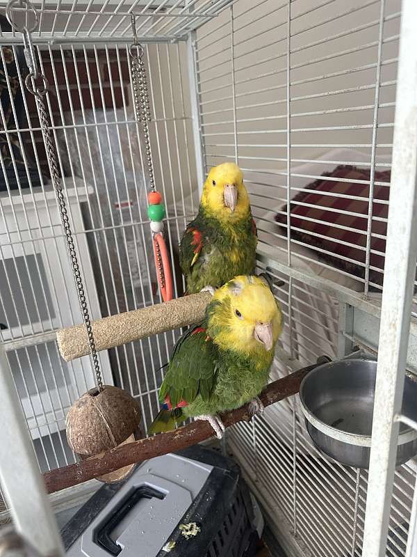 double-yellow-head-amazon-parrot-for-sale