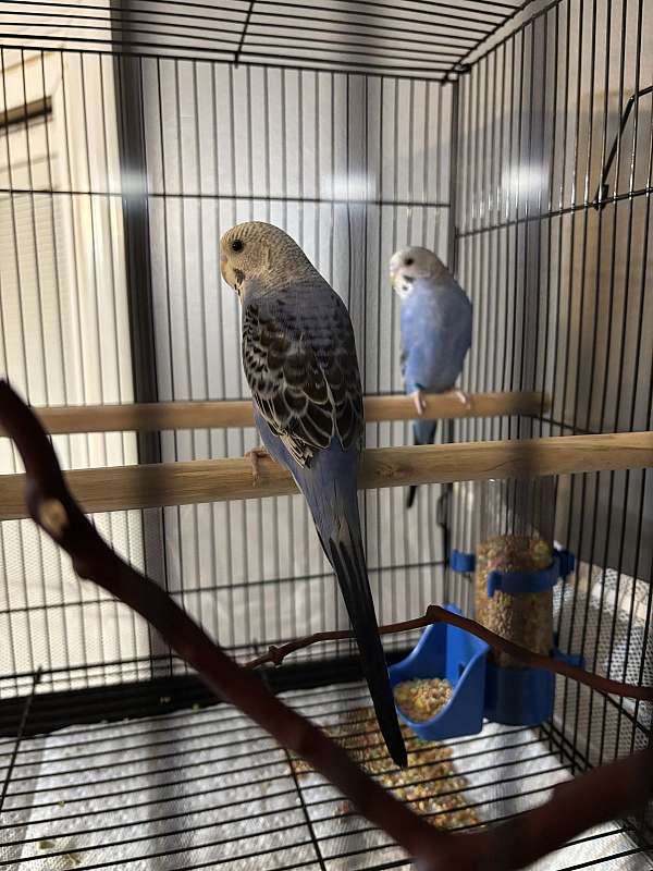 bonded-pair-bird-for-sale-in-cincinnati-oh