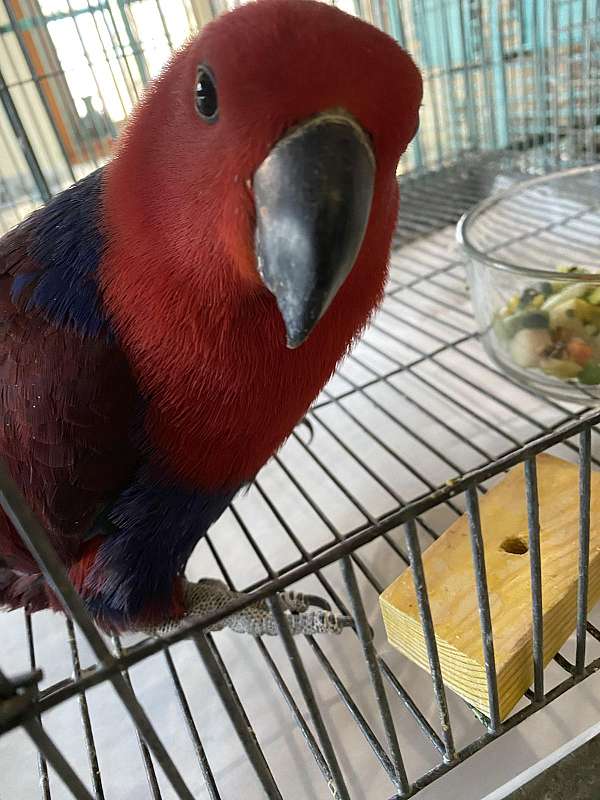 red-sided-eclectus-parrots-for-sale-in-claremore-ok