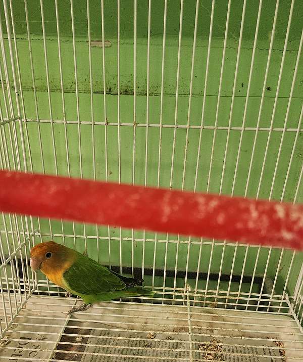 lovebird-for-sale