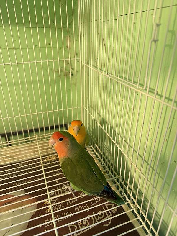 lovebird-for-sale