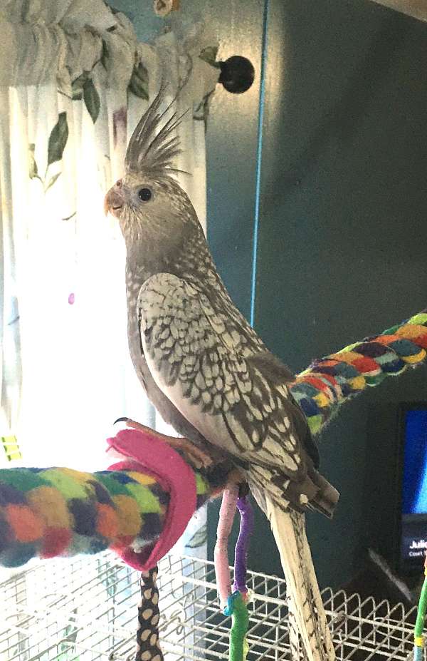 cockatiel-for-sale