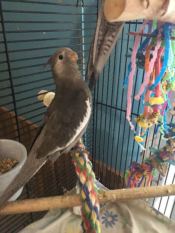 cockatiel-for-sale