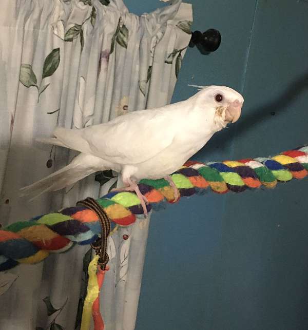 albino-bird-for-sale-in-pensacola-fl