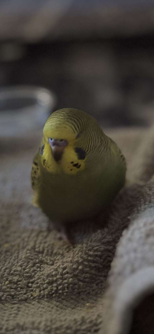 parakeet-for-sale-in-travelers-rest-sc