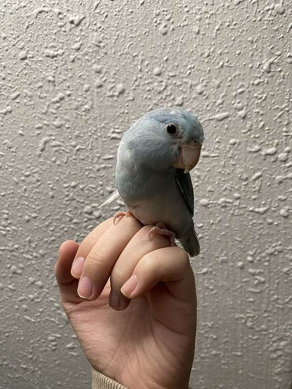 parrotlet-for-sale-in-kennewick-wa