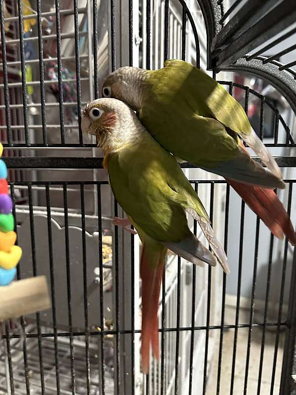 conure-for-sale-in-loganville-ga