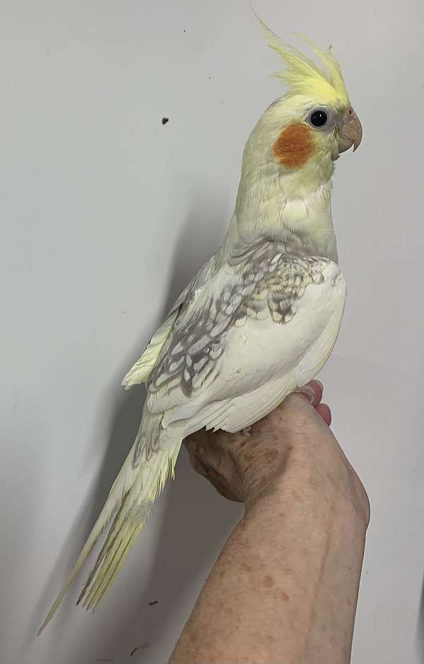 pearl-pied-bird-for-sale-in-pittsburgh-pa