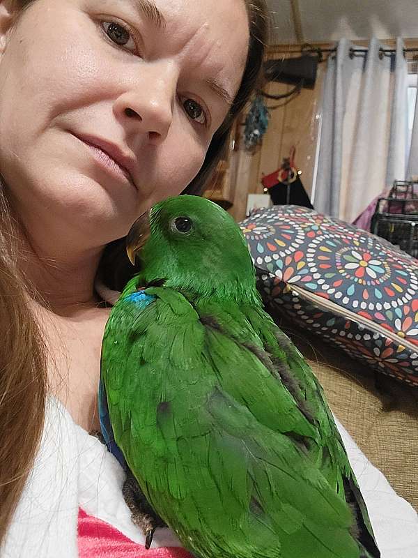 eclectus-parrots-for-sale-in-kentucky