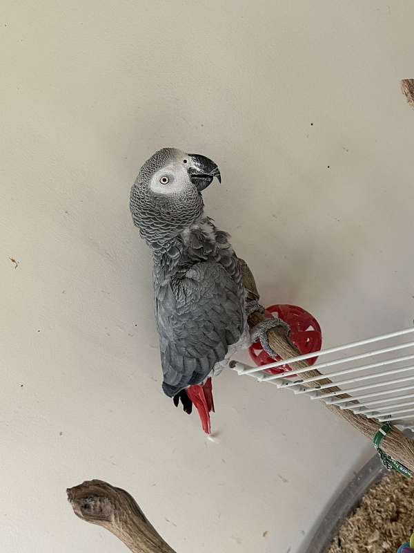 african-grey-parrot-parrot-for-sale-in-garden-grove-ca