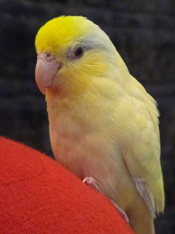 cute-playful-bird-for-sale-in-arlington-tx