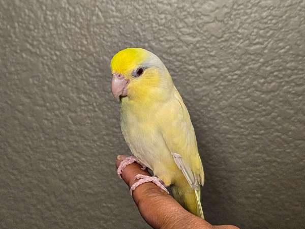 cute-playful-parrotlet-for-sale