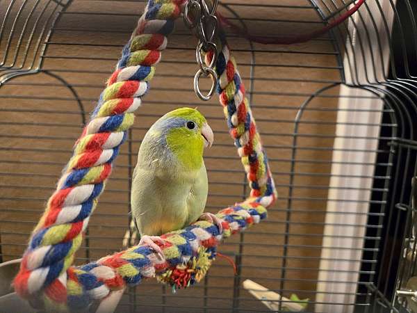 parrotlet-for-sale