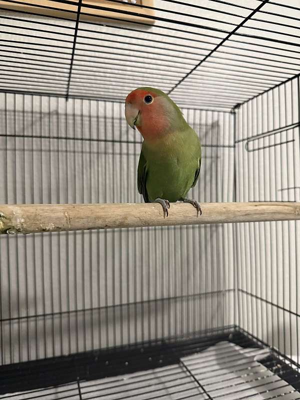 lovebird-peach-faced-lovebird-for-sale-in-arlington-tx