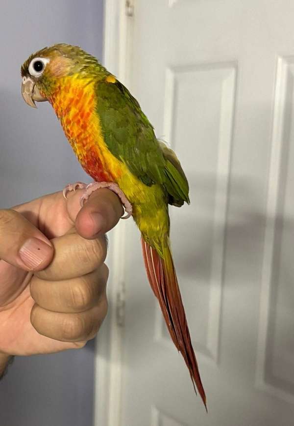 playful-quiet-conure-for-sale