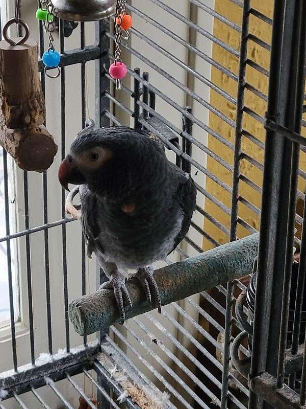 african-grey-parrot-for-sale